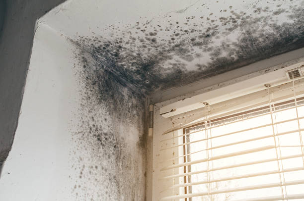 Affordable Attic Mold Remediation solutions in Lakewood, NJ